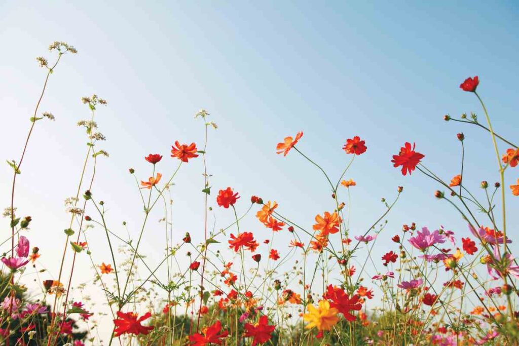 fiori