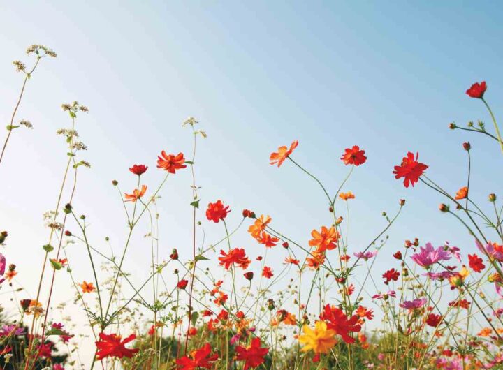 fiori