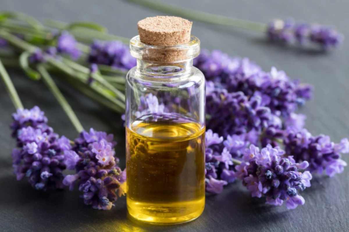 Lavanda v